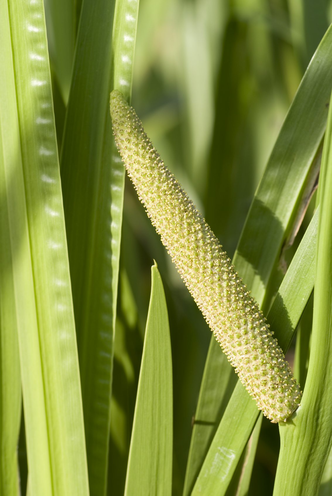 Sweet shop flag grass