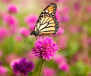 Butterfly on Gomphrena Flower