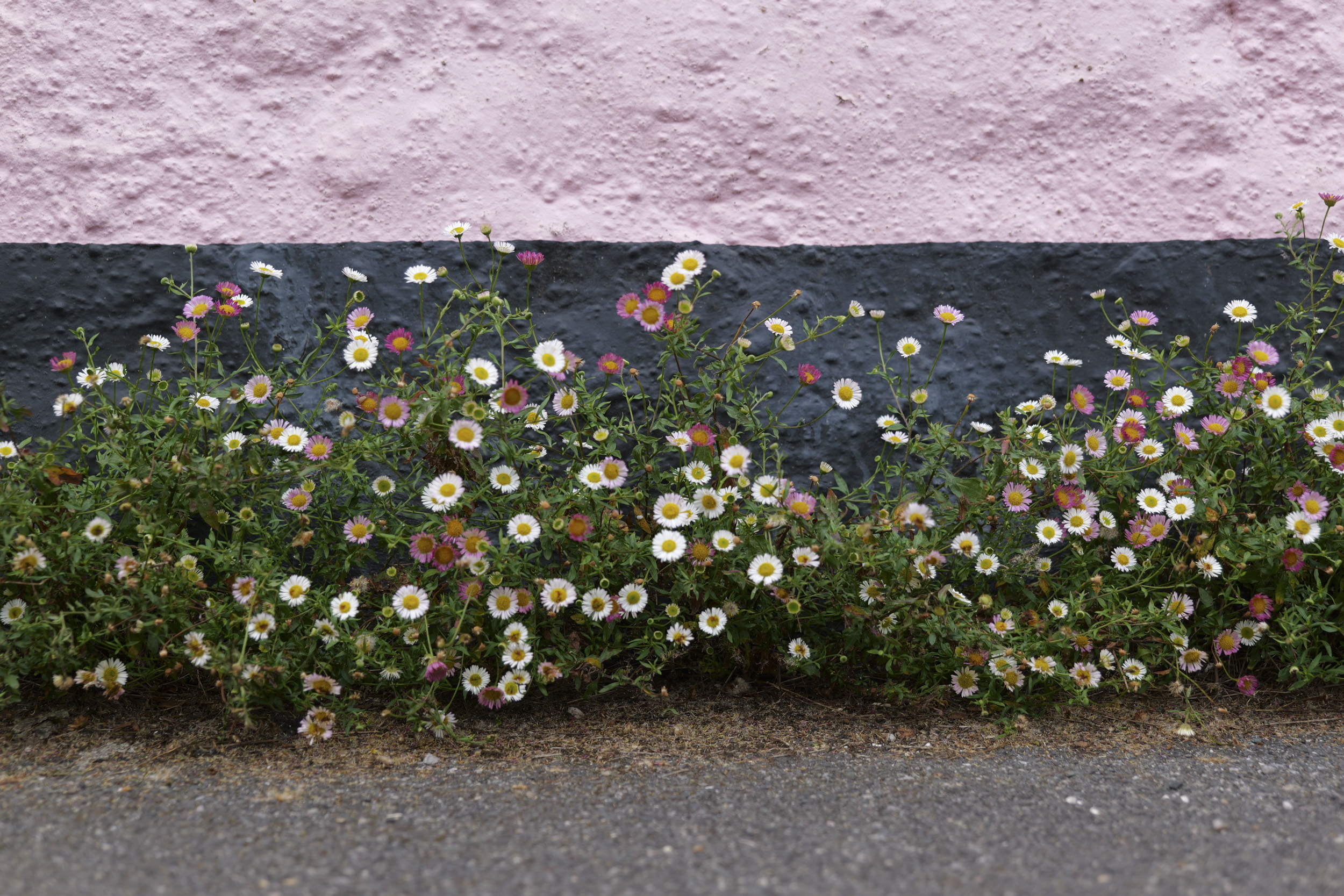 Panasonic Lumix S1 II sample gallery: flowers along a wall on a city street