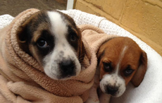 bassett-puppies-stolen.png