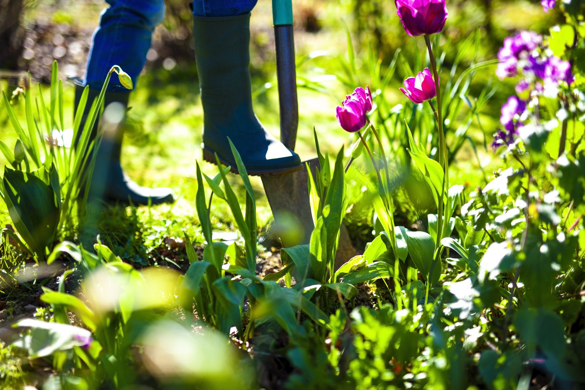 these-are-the-top-3-natural-fertilisers-recommended-by-a-gardening