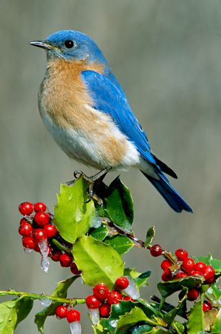 Eastern Bluebird Male perched on Holly Sialia sialis Eastern USA