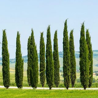 Italian Cypress Tree in Tuscany