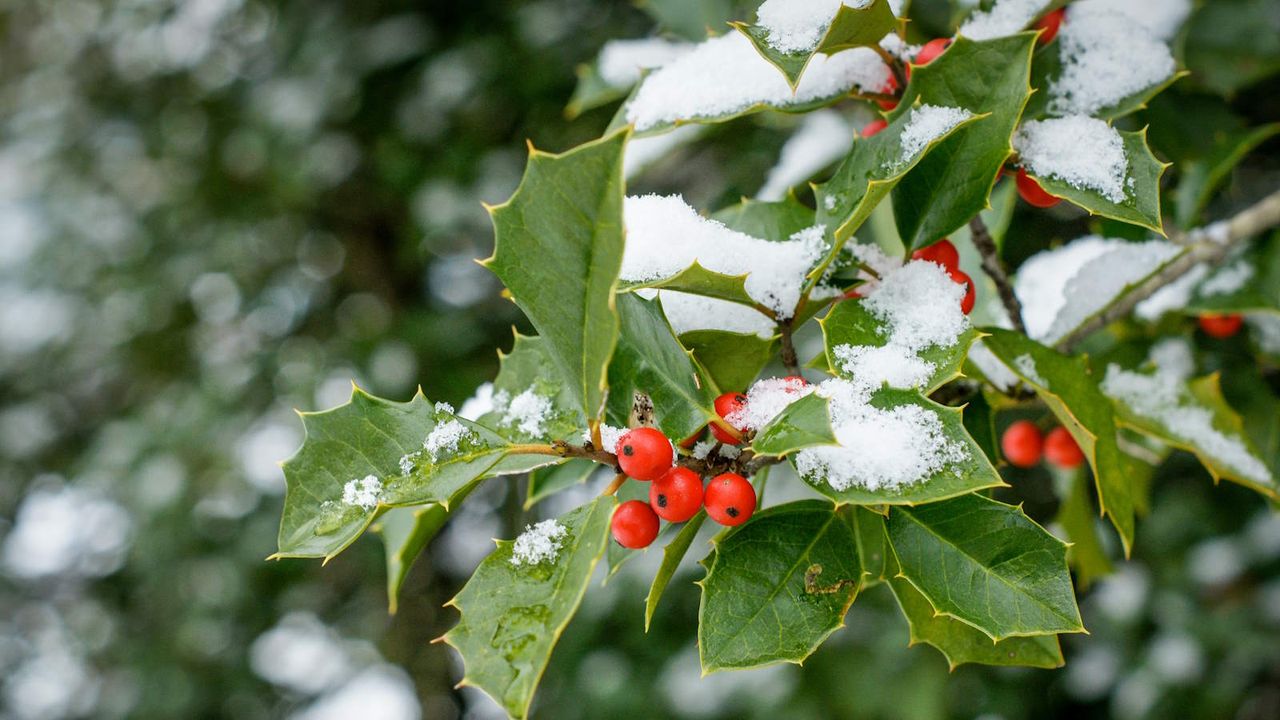 Holly bush covered in snow in a garden