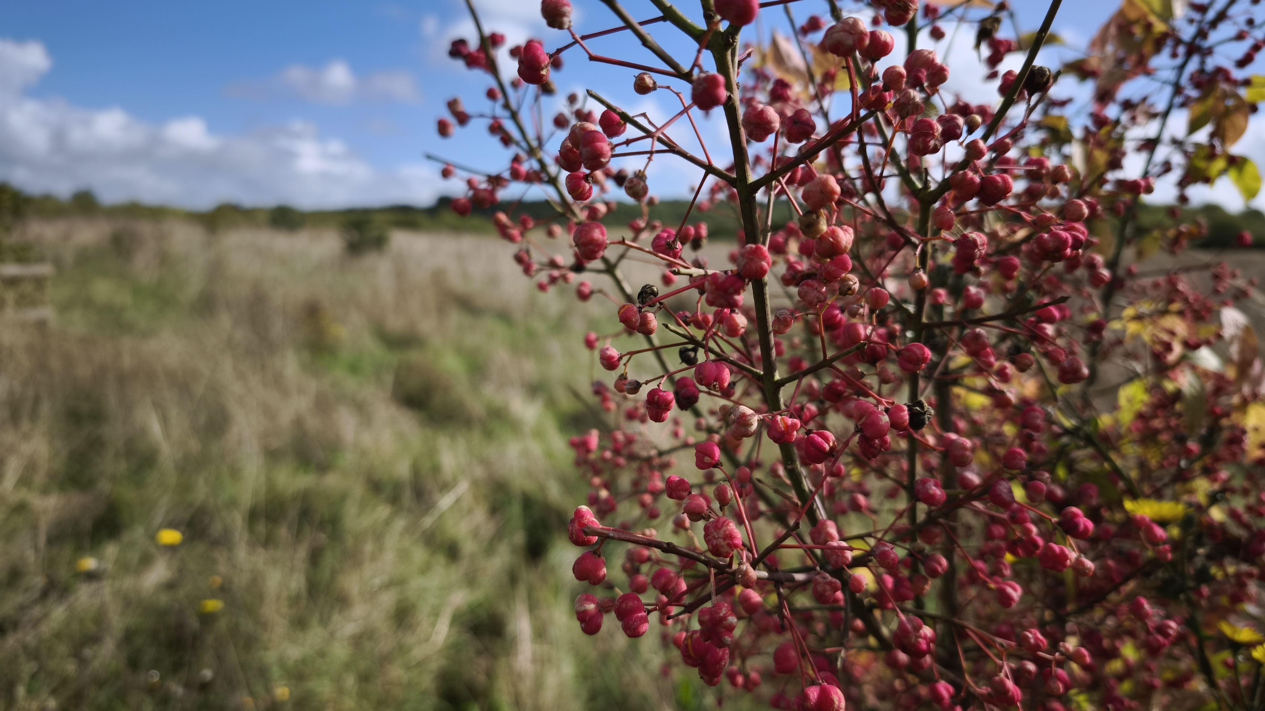 Close up shot of red flowers on a branch in a field of yellow long grasses