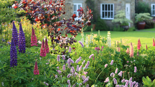 garden with flowers