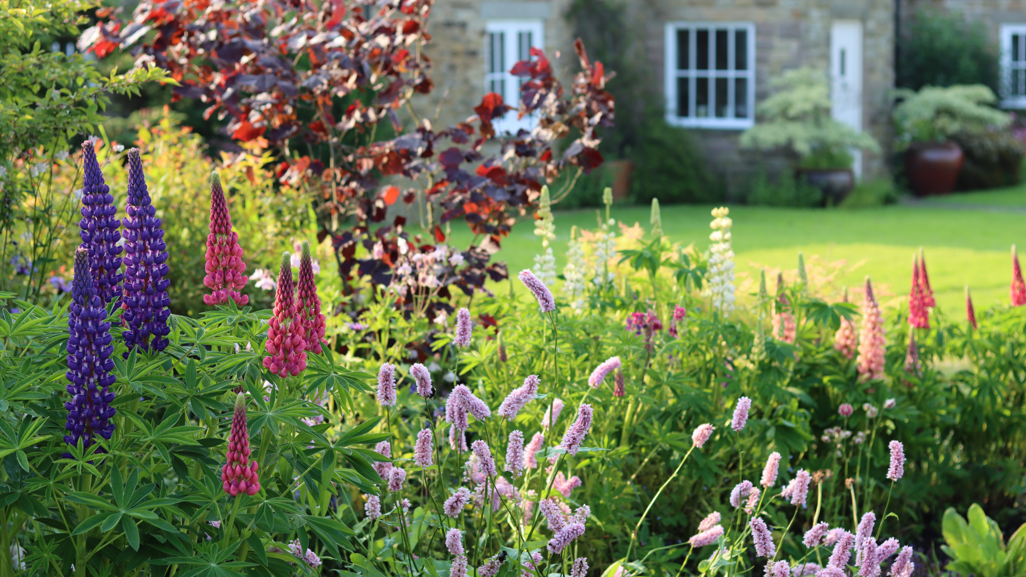 garden with flowers