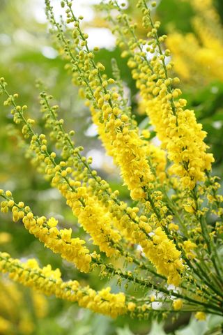 Mahonia × media 'Lionel Fortescue'