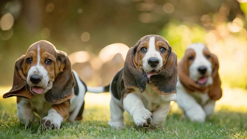 Basset Hound Puppies