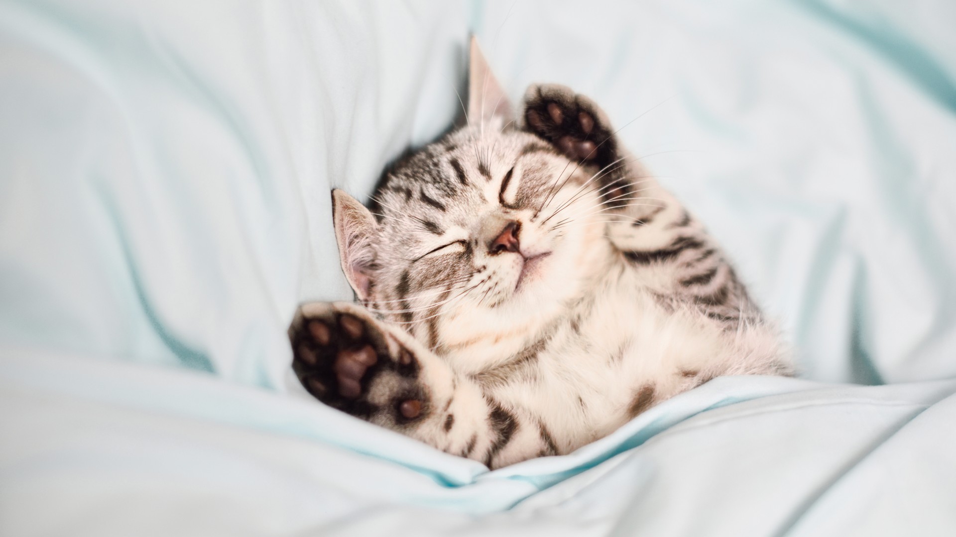 Kitten sleeping on back with their paws up by their ears