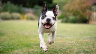 Boston Terrier running across lawn