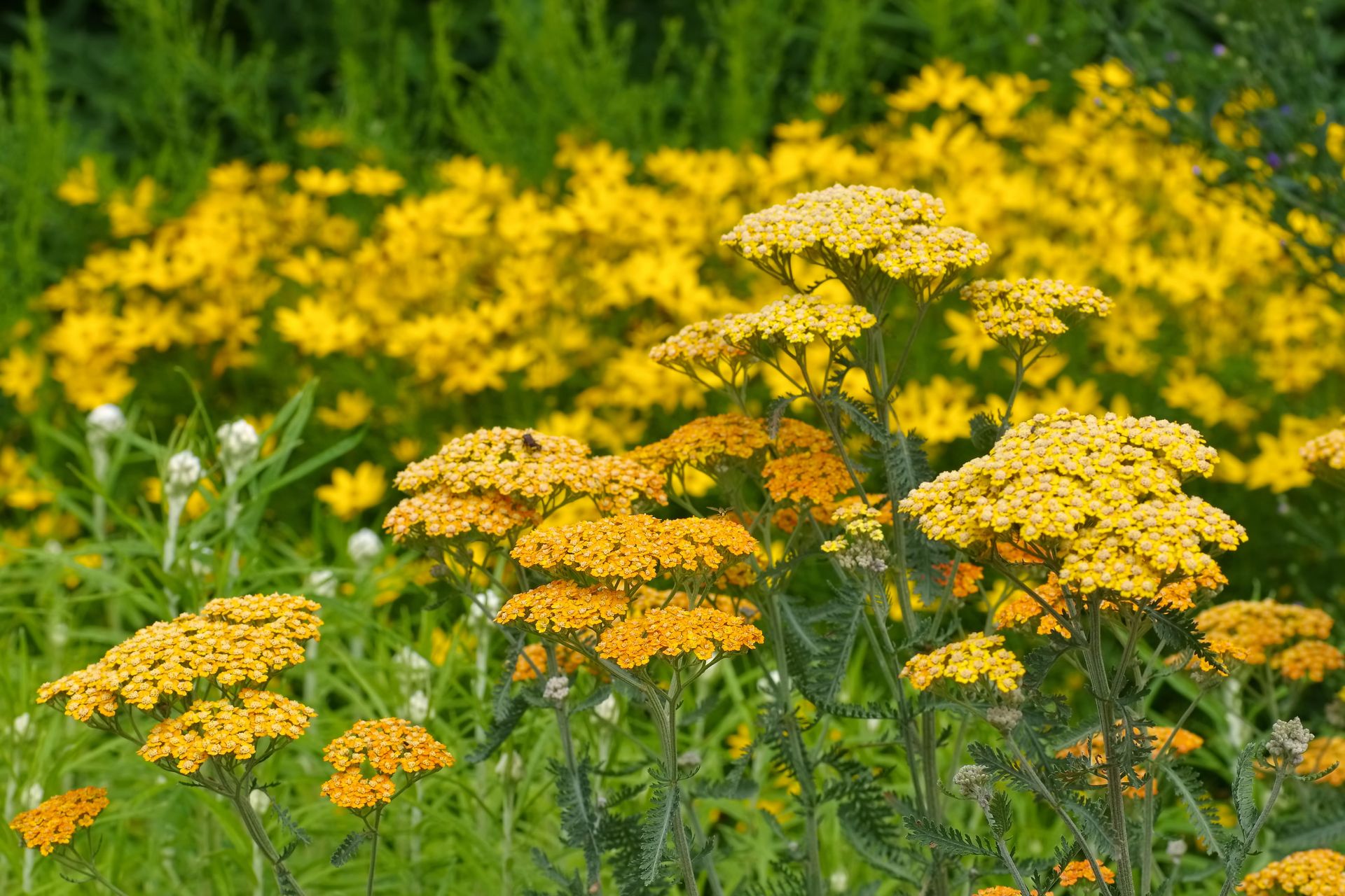 Common yarrow, fernleaf, Achillea terracotta