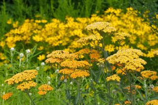 Common yarrow, fernleaf, Achillea terracotta