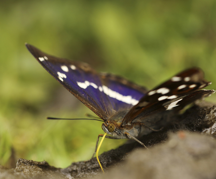 Emperor butterfly resting on a cowpat