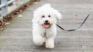 Bichon Frise on a leash