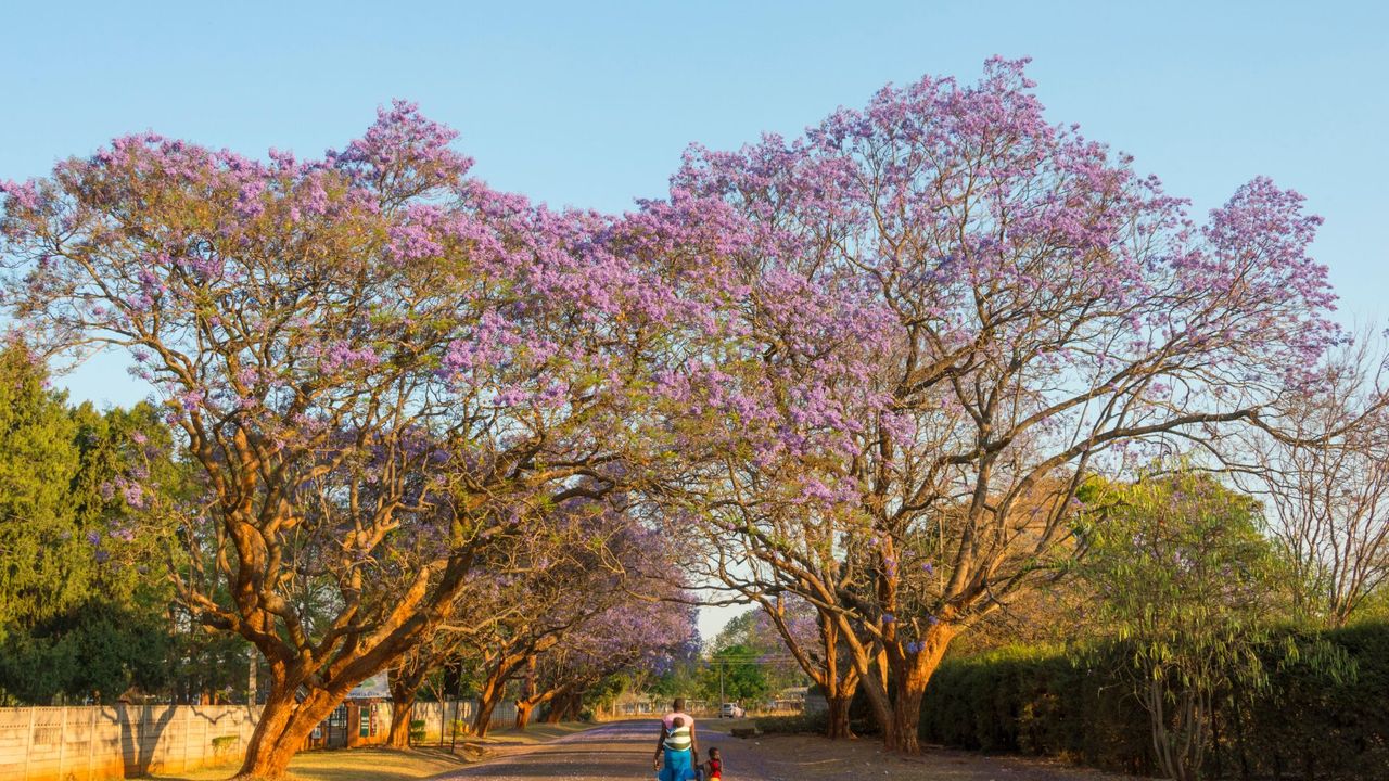 Harare&#039;s jacaranda trees