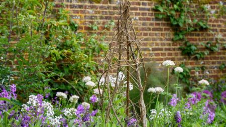 A hazel wigwam plant support is in place for flowers in a flower bed