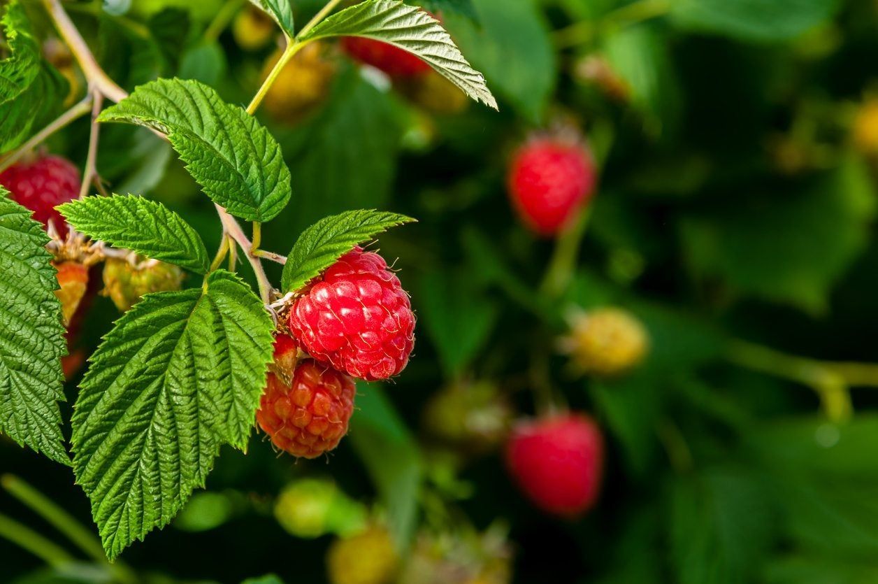 Raspberry Plants