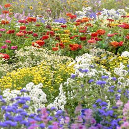 Garden filled with vibrant flowers