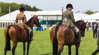 Two show horses stand in line pictured from behind at a county show with temporary stands for spectators in the background.