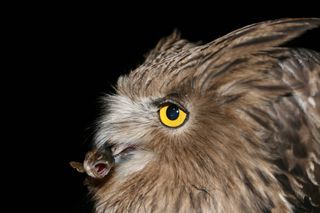 An endangered Blakiston’s fish owl captures an unsuspecting Masu salmon smolt