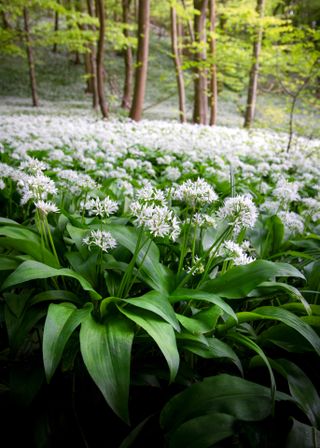 Sea of Wild Garlic, Gloucestershire, UK, 2024