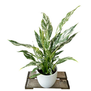 40 - 55cm Spathiphyllum Peace Lilly Variegated 14cm Pot House Plant