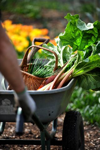 Freshly picked rhubarb