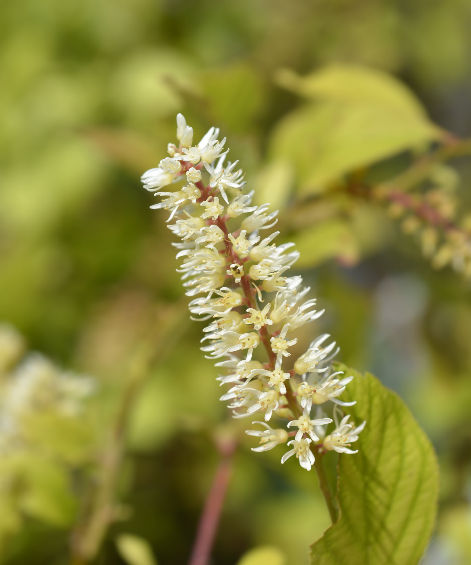 A white flower of a virginia sweetspire shrub