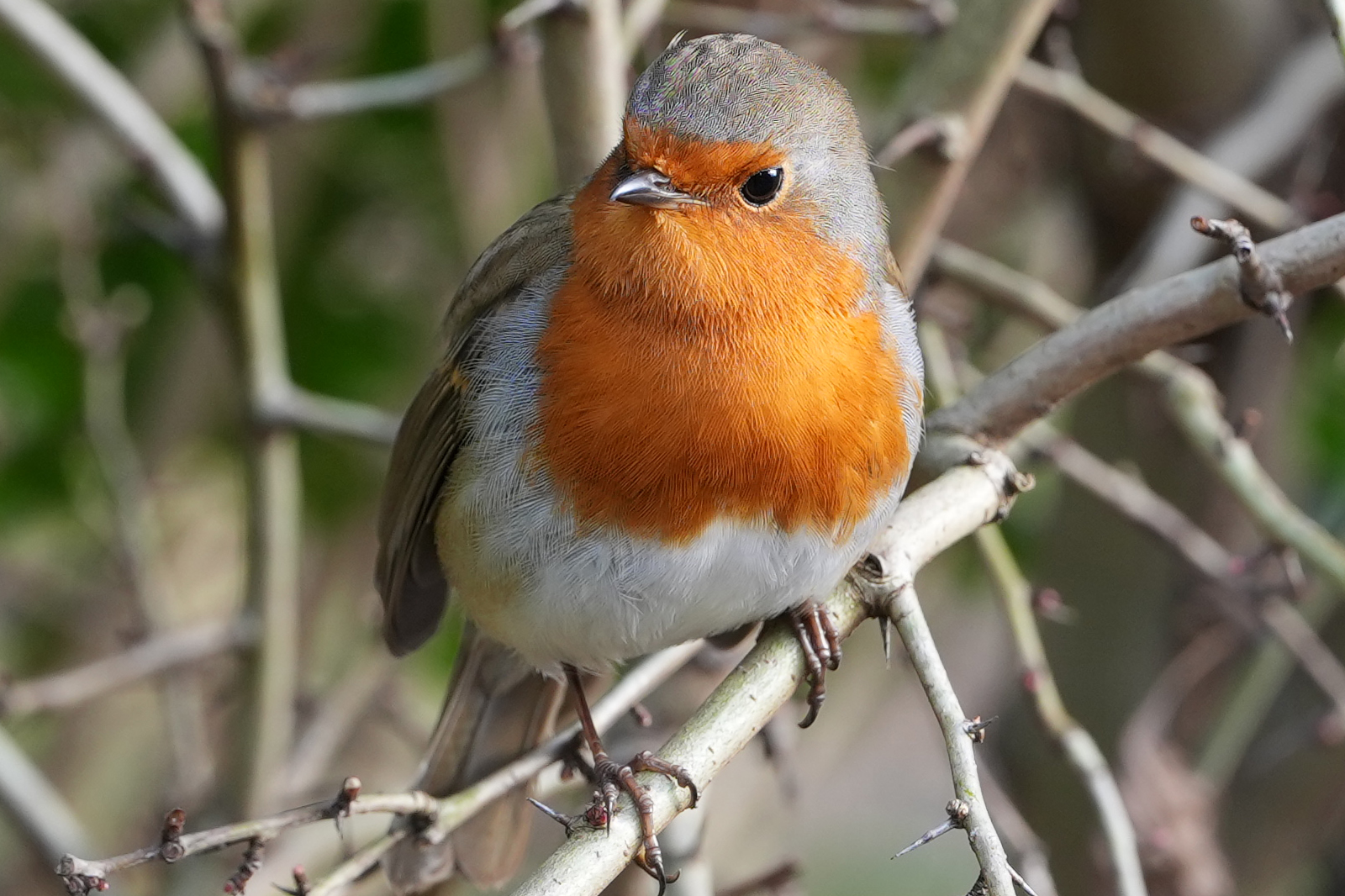 A photo of a robin on a branch, taken on a Sony A1 II mirrorless camera and with a Sony FE 28-70mm F2 GM lens