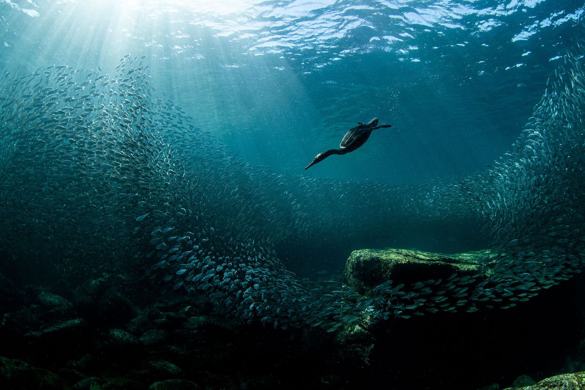 Wildlife photography competition showcases incredible bird photos