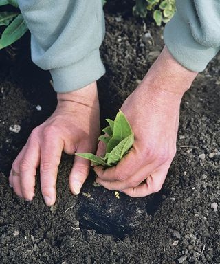 hands planting a verbascum in the soil