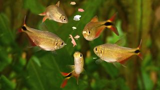 Fish being fed by one of the best fish feeders