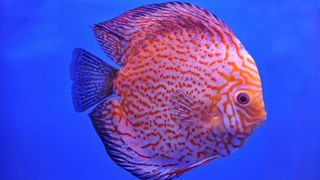 discus fish - round in body, pale in colour with intricate yellow 'tiger stripes'