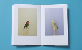 An Incomplete Dictionary of Show Birds' by Luke Stephenson | Wallpaper