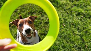 Tips for training your dog —  Green frisby with dog looking up through it 