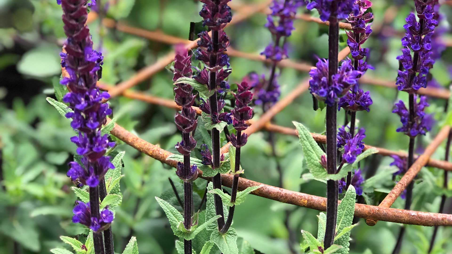 Agriframes grow-through support with salvia