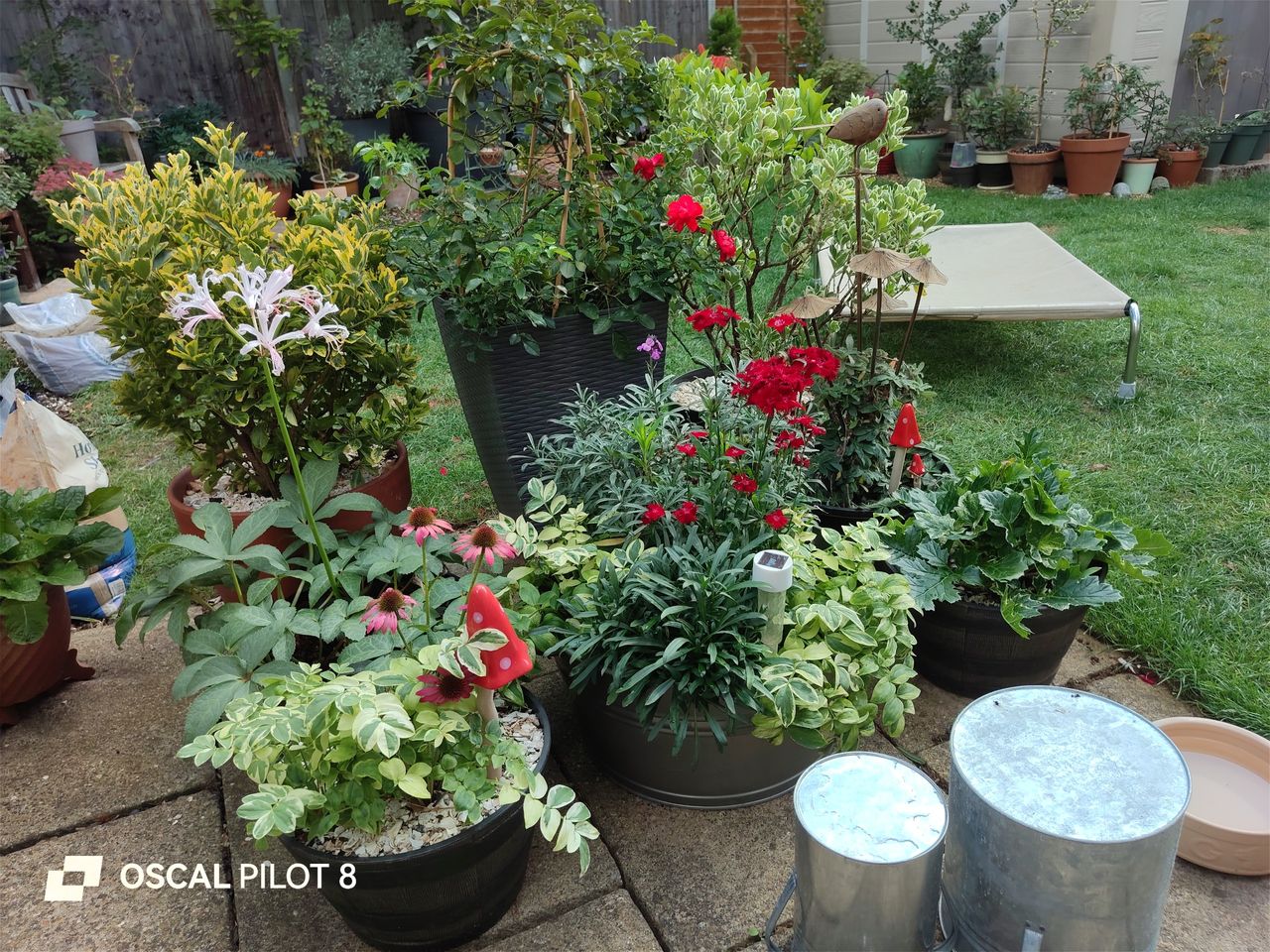 Oscal Pilot 8 Photo Examples