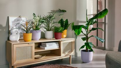 A living room with a sofa and houseplants