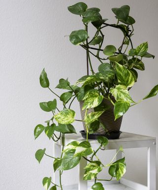Pothos plant on a white shelf