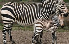 Hartmanns mountain zebra foal