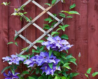 Purple clematis flowers climbing trellis in front of deep red garden fence