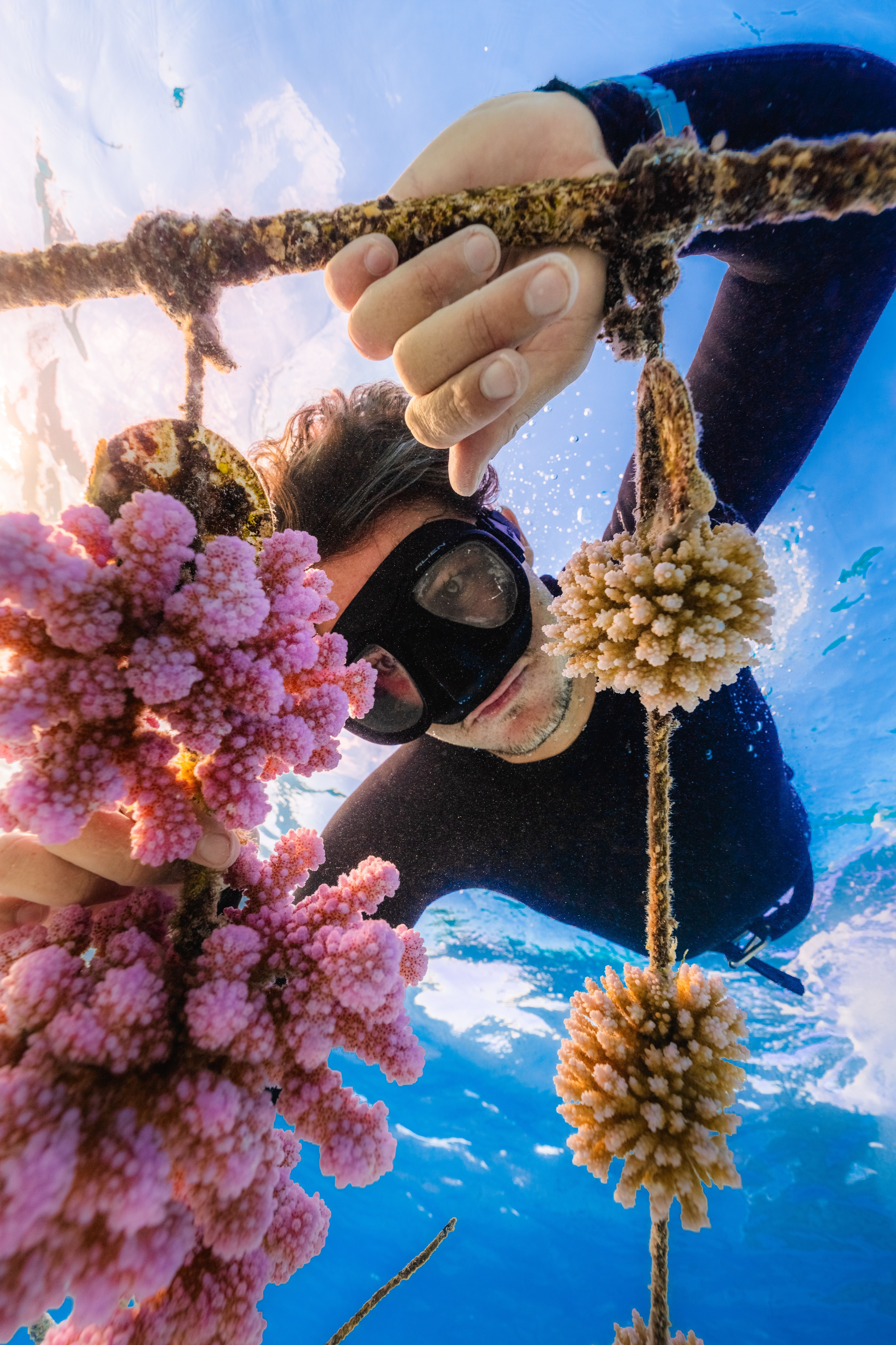 Coral Gardeners