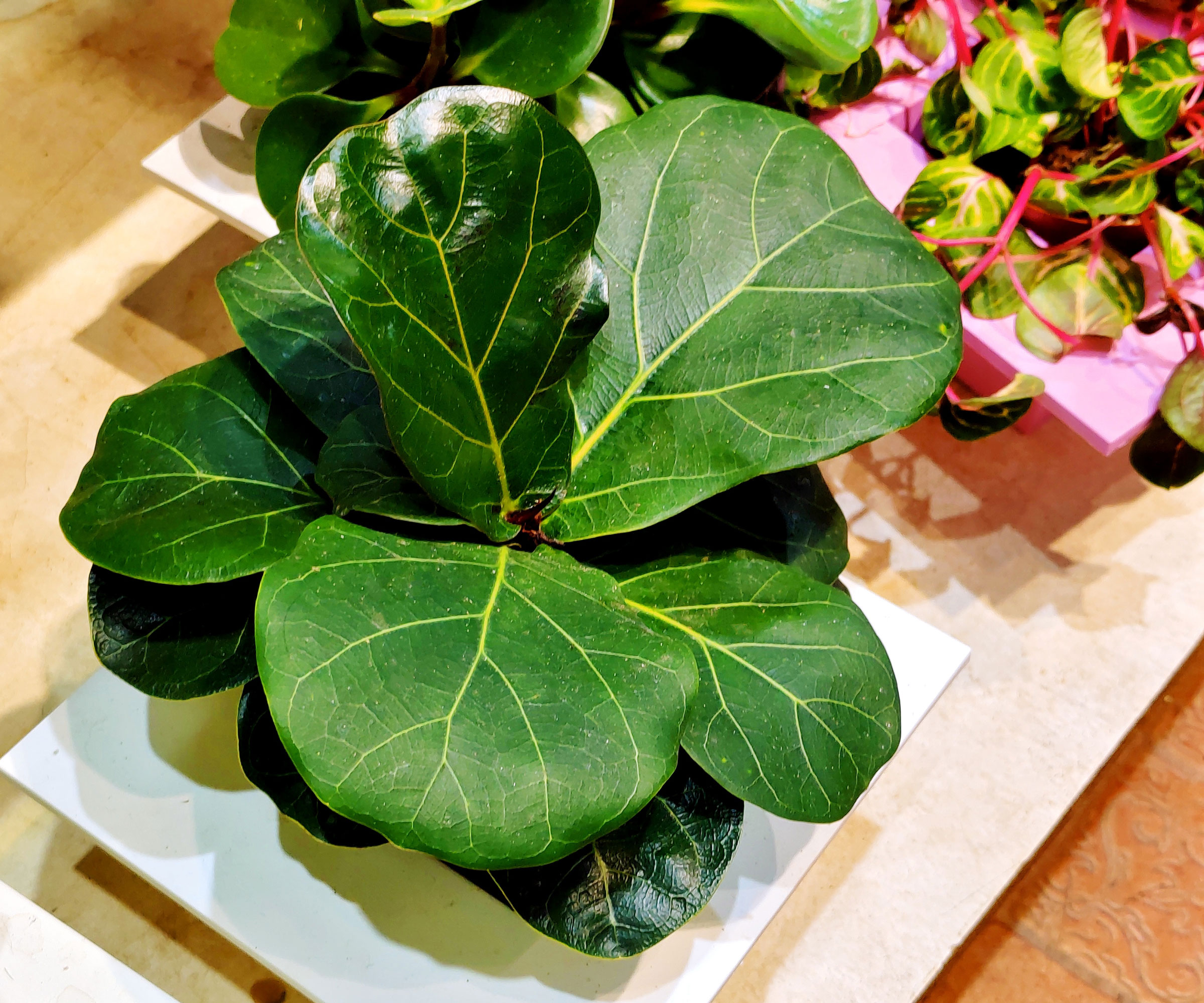 fiddle leaf fig plant from above on table with other houseplants showing one glossy leaf