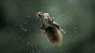 A red squirrel leaps through a frozen shower of raindrops against a green background.