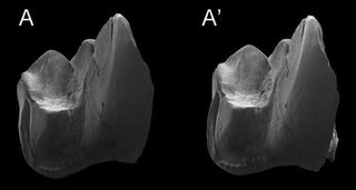 Stereophotographs of a lower molar of the new hypercarnivorous marsupial Whollydooleya tomnpatrichorum.