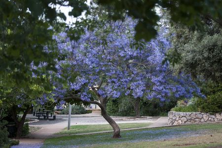 Large Jacarande Tree