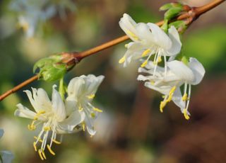 Winter flowering honeysuckle