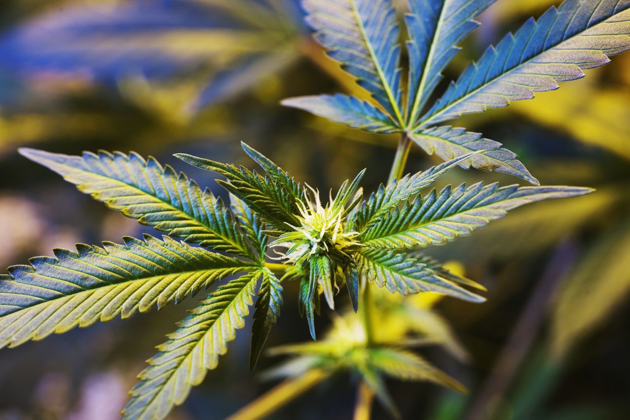 Close-up of a marijuana plant at a grow farm