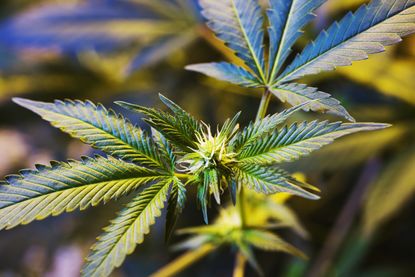 Close-up of a marijuana plant at a grow farm